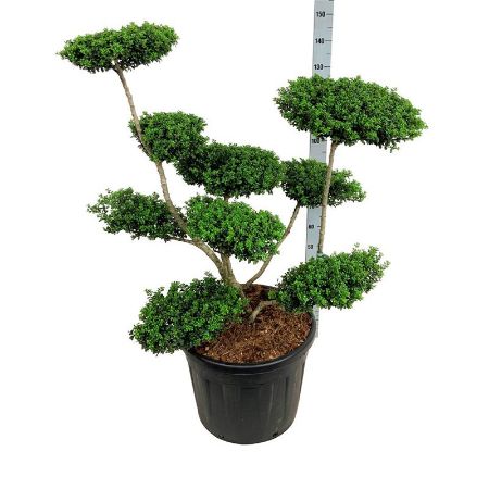 Picture for category Bonsai